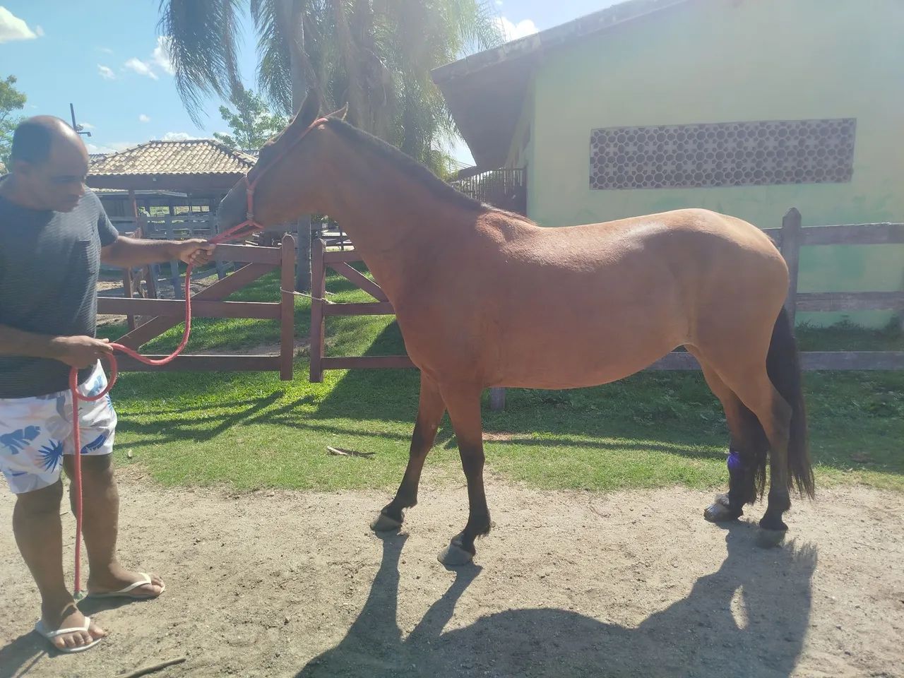 Vendo égua matriz somente pra reprodução 