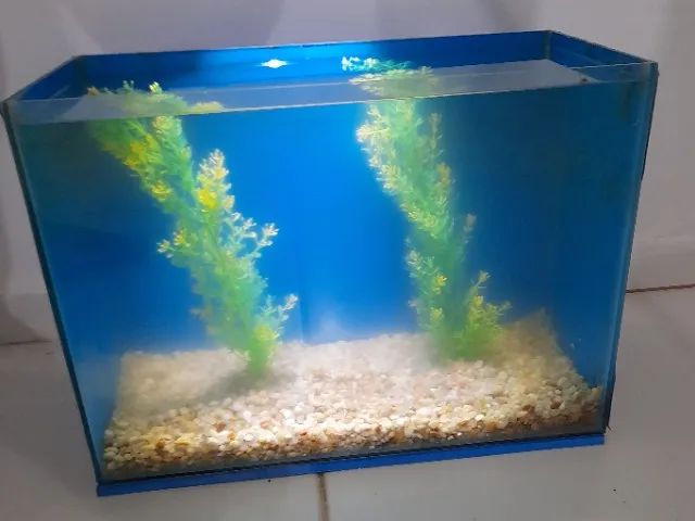 Aquario 