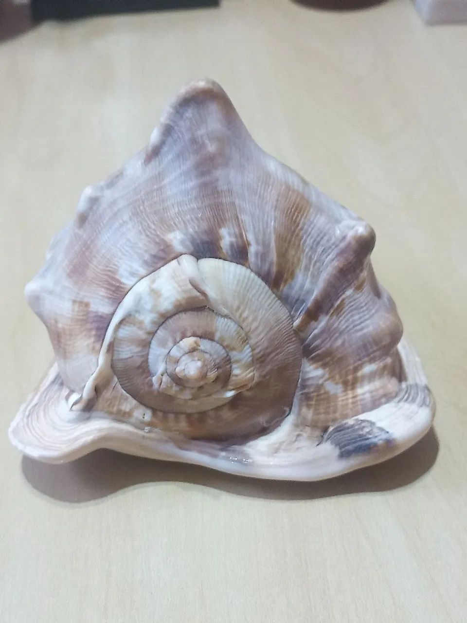 CONCHA NATURAL GIGANTE  CASSIS CORNUTA ? PEÇA ÚNICA