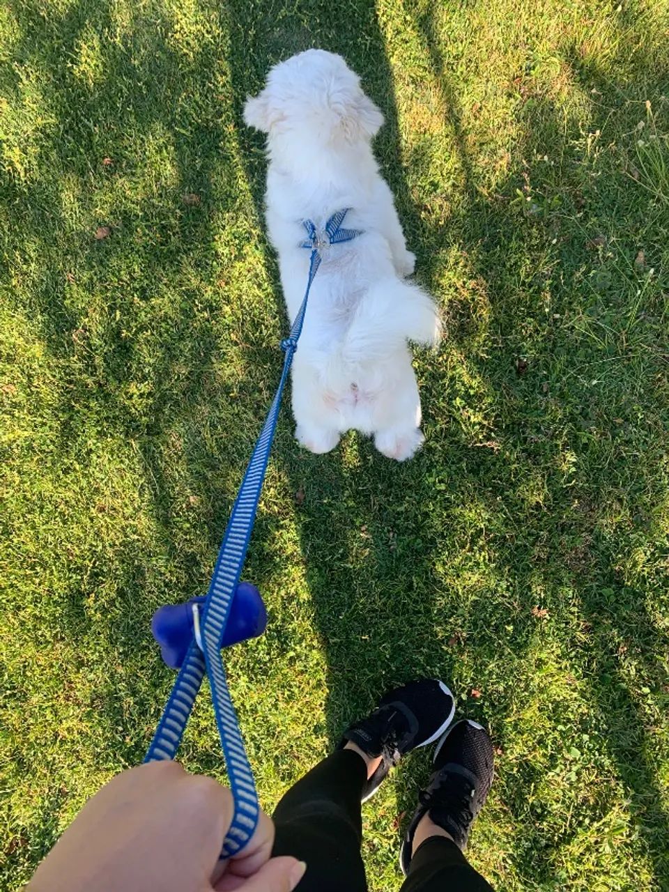 Doação de cachorro  - Foto 2