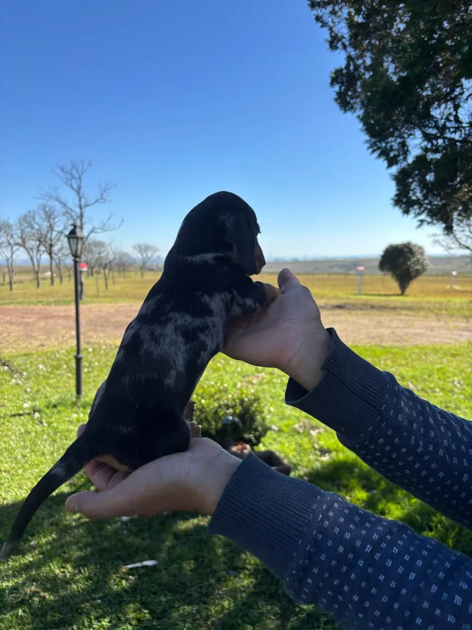 Dachshund 