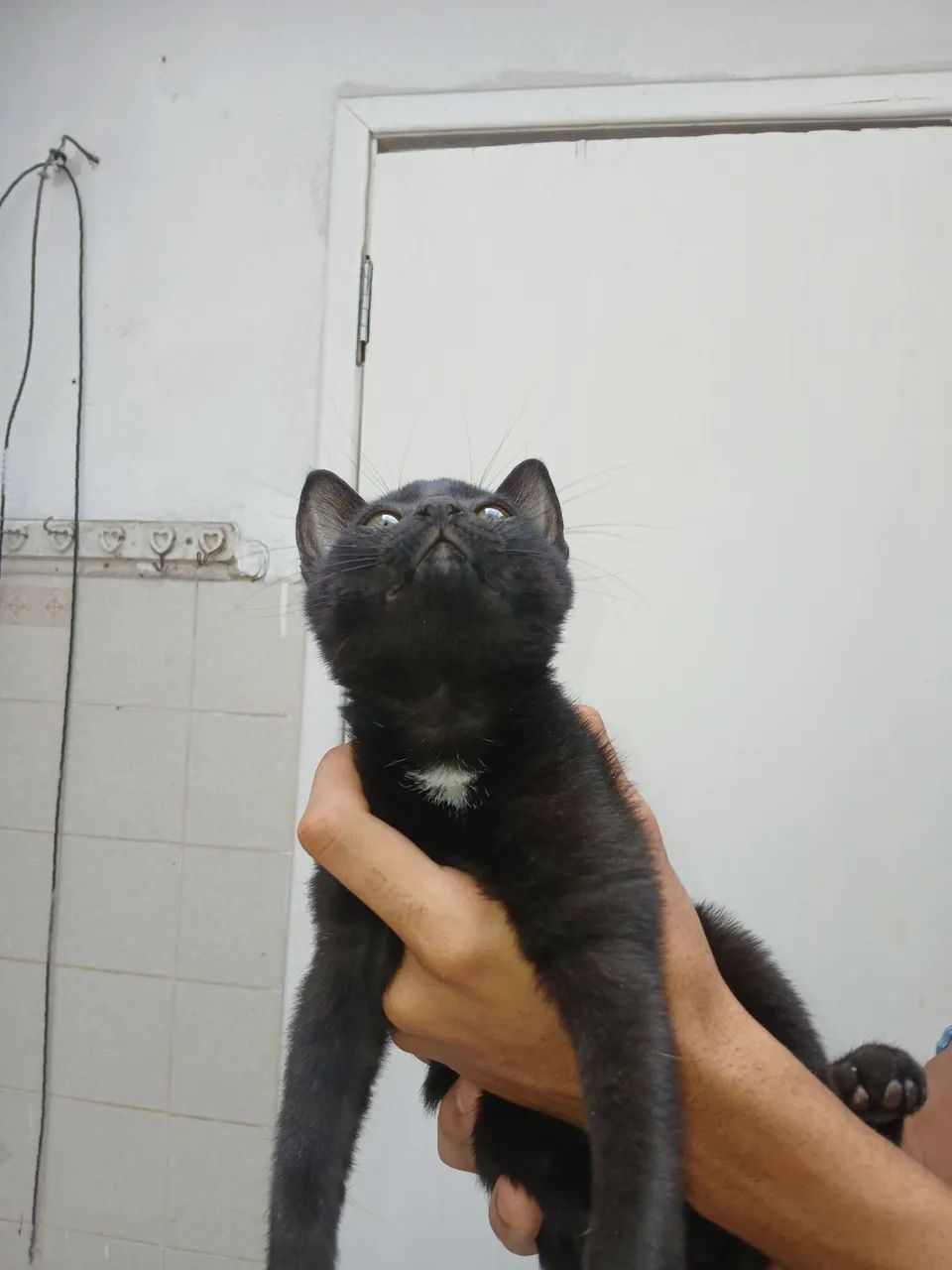 Gato macho filhote. - Foto 3