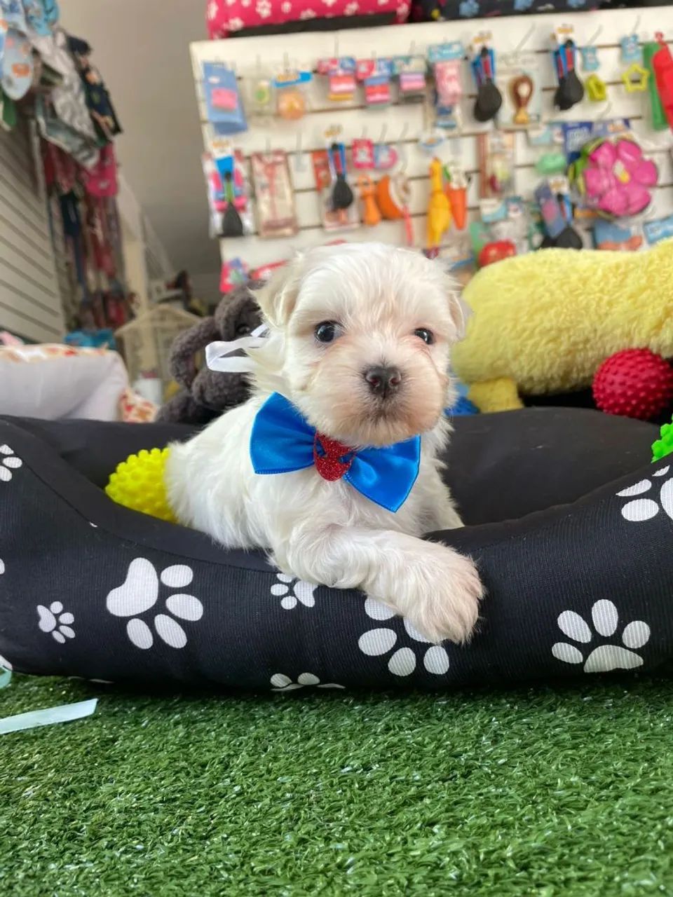 Maltes macho minizinho