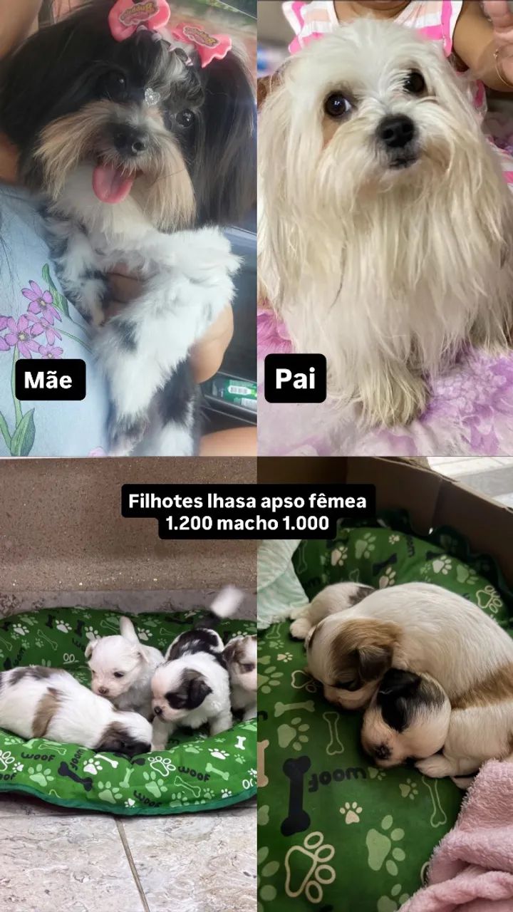 Lhasa Apso