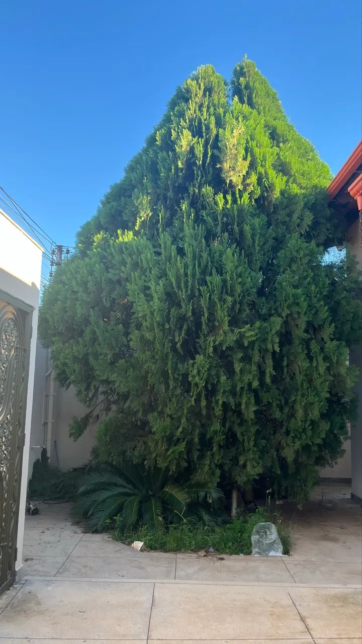 Roçagem e podas  - Foto 4