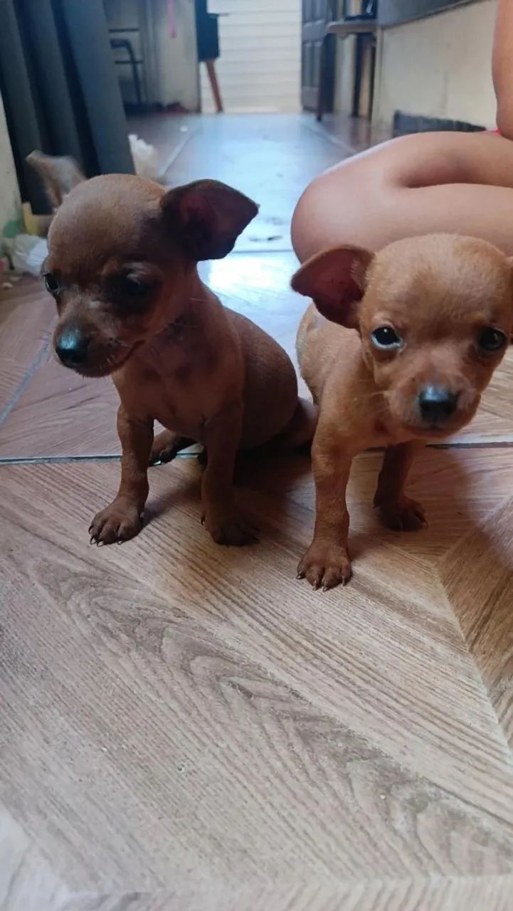 Filhote de pinscher - Foto 4