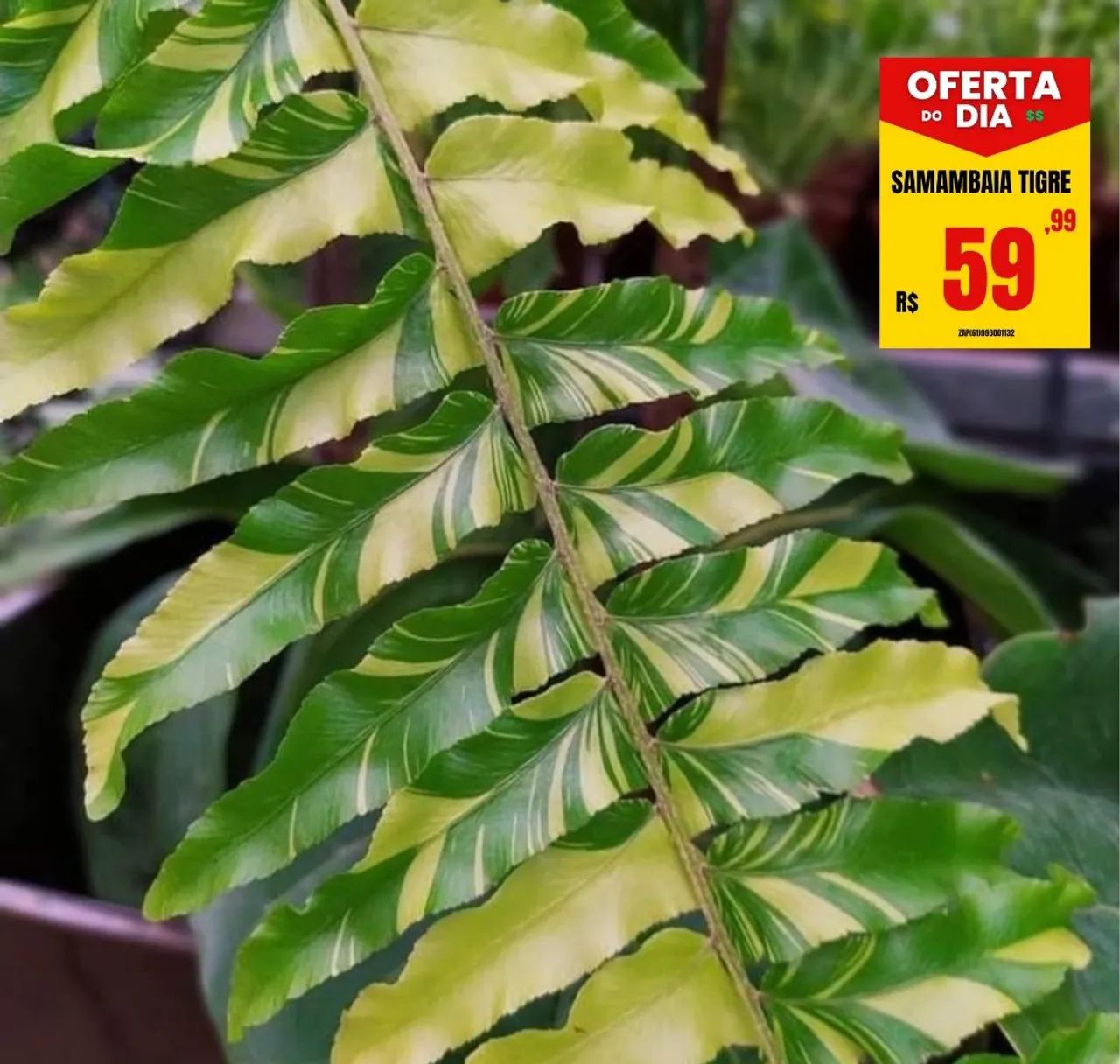 Samambaia Tigre promoção!!! - Foto 6