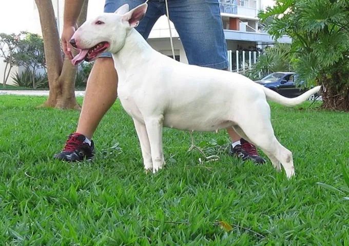 Bull Terrier Branco Macho Forte e Saudável com Procedência Garantida