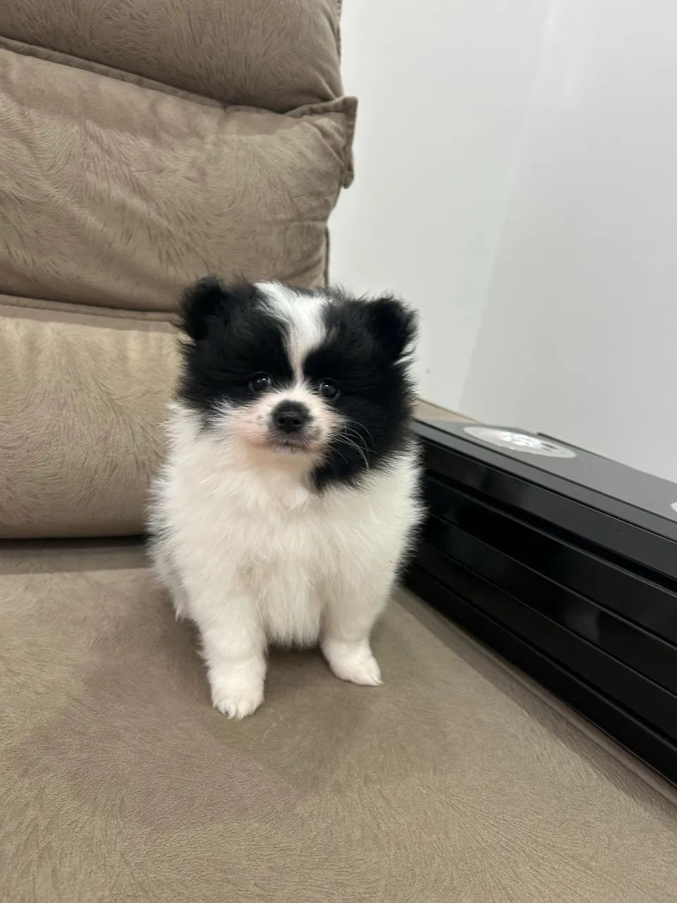Spitz Alemão (Macho) - Foto 3