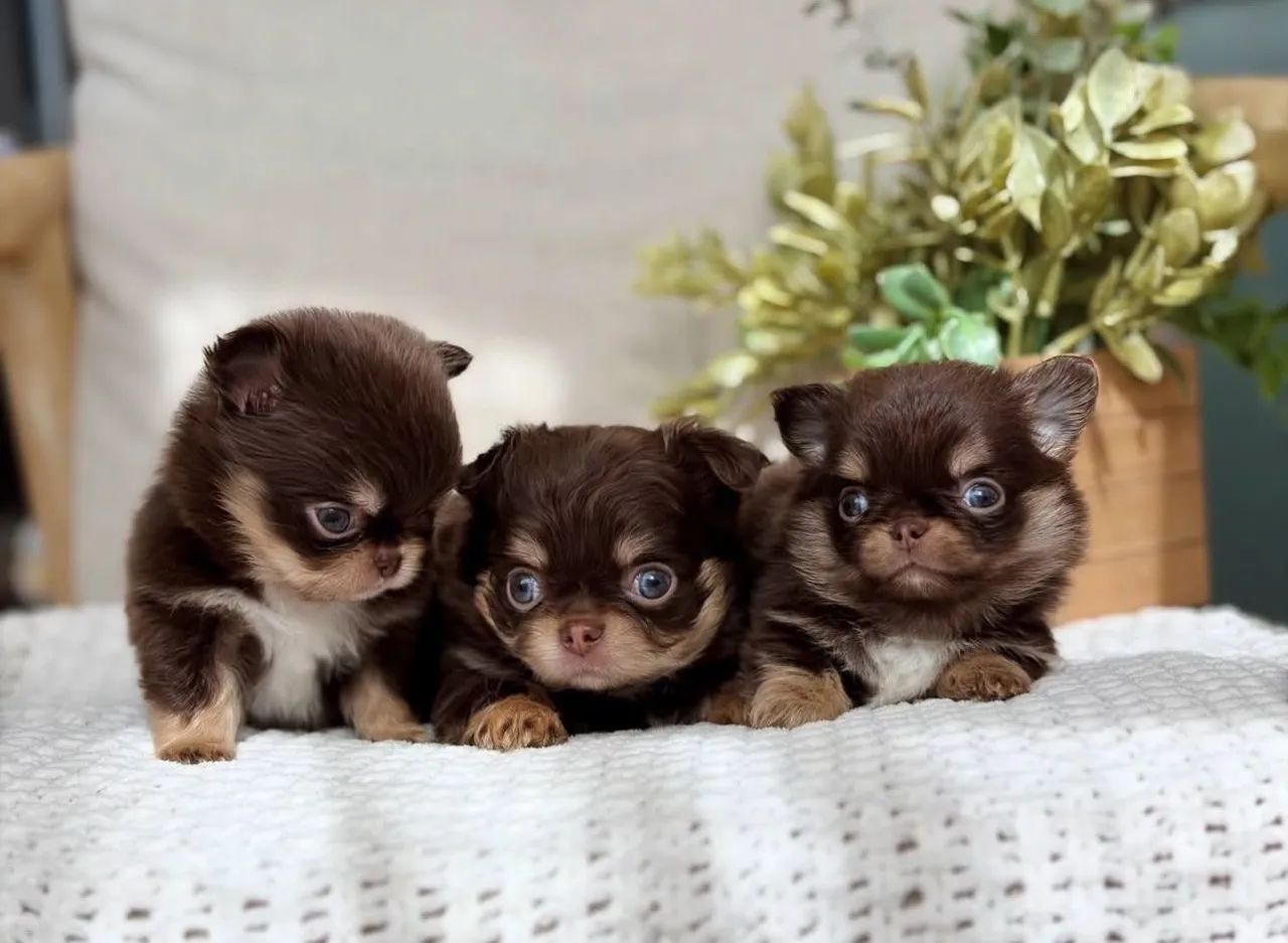 Chihuahua Pêlo Longo- Machos Linhagem Premium. 