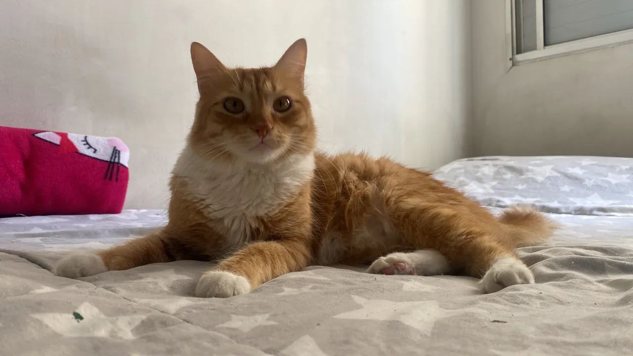 Adoção gato - Foto 3