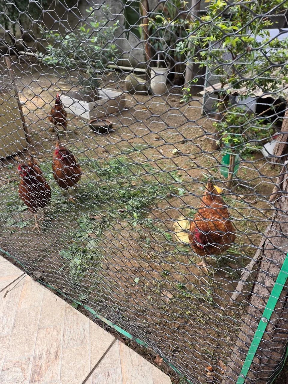 4 Galinhas Embrapa 051  - Foto 3