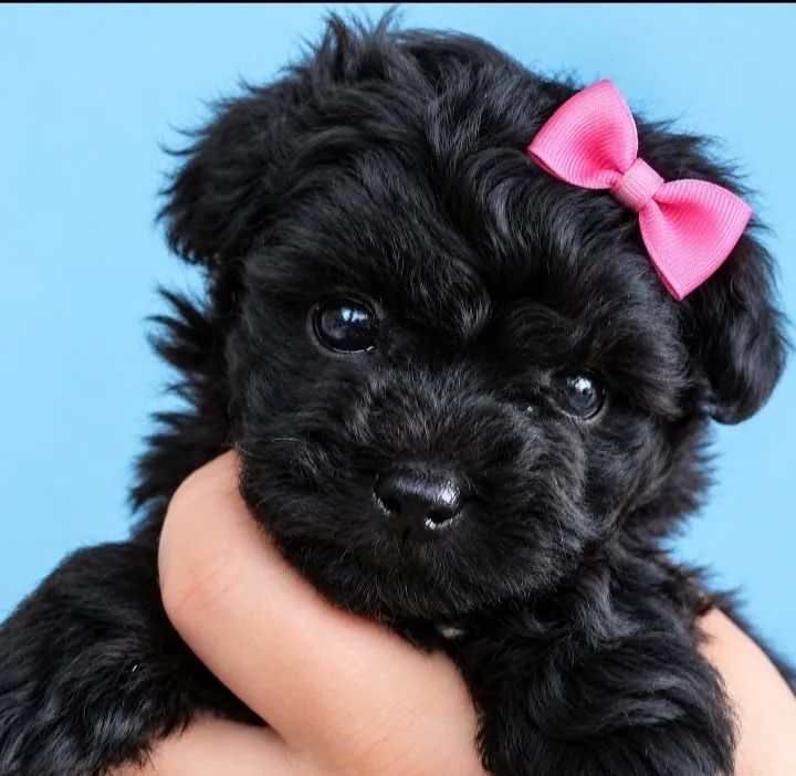 POODLE MICRO 