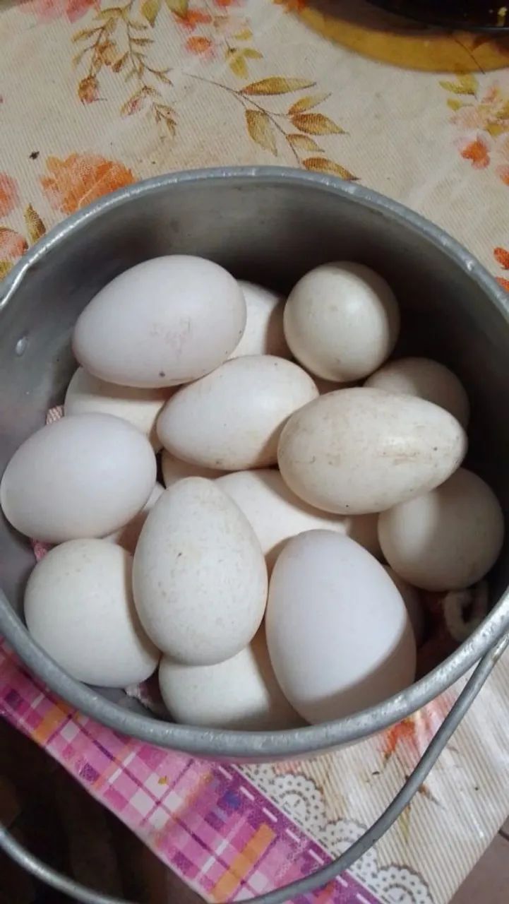 Ovos de perua 
