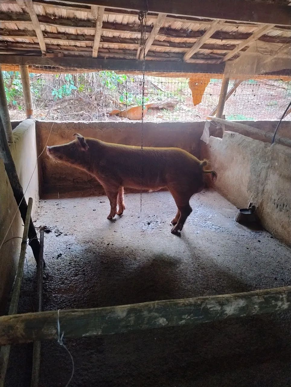 Reprodutor Duroc com Pietrain  - Foto 3