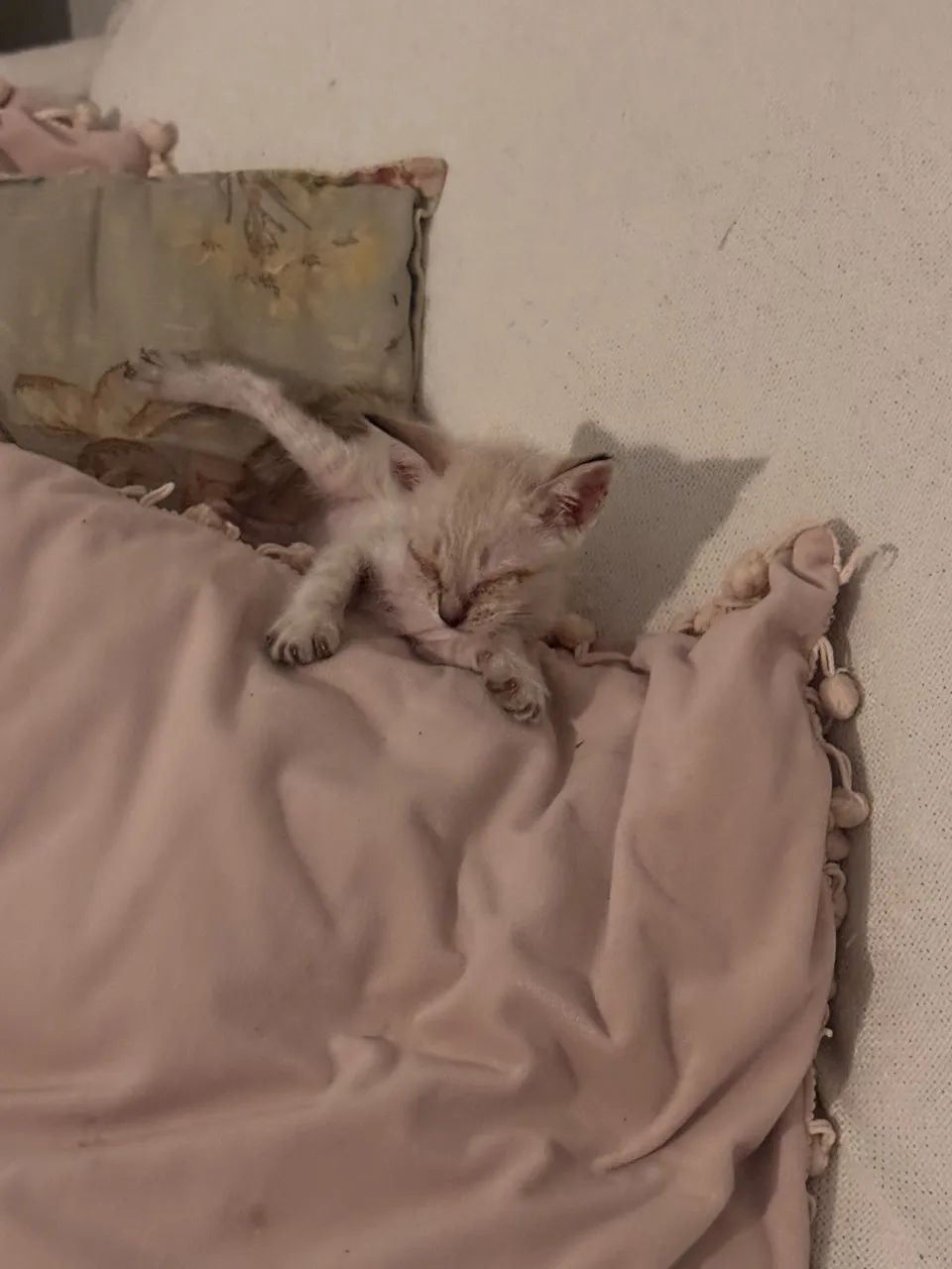 Gatinho  - Foto 5