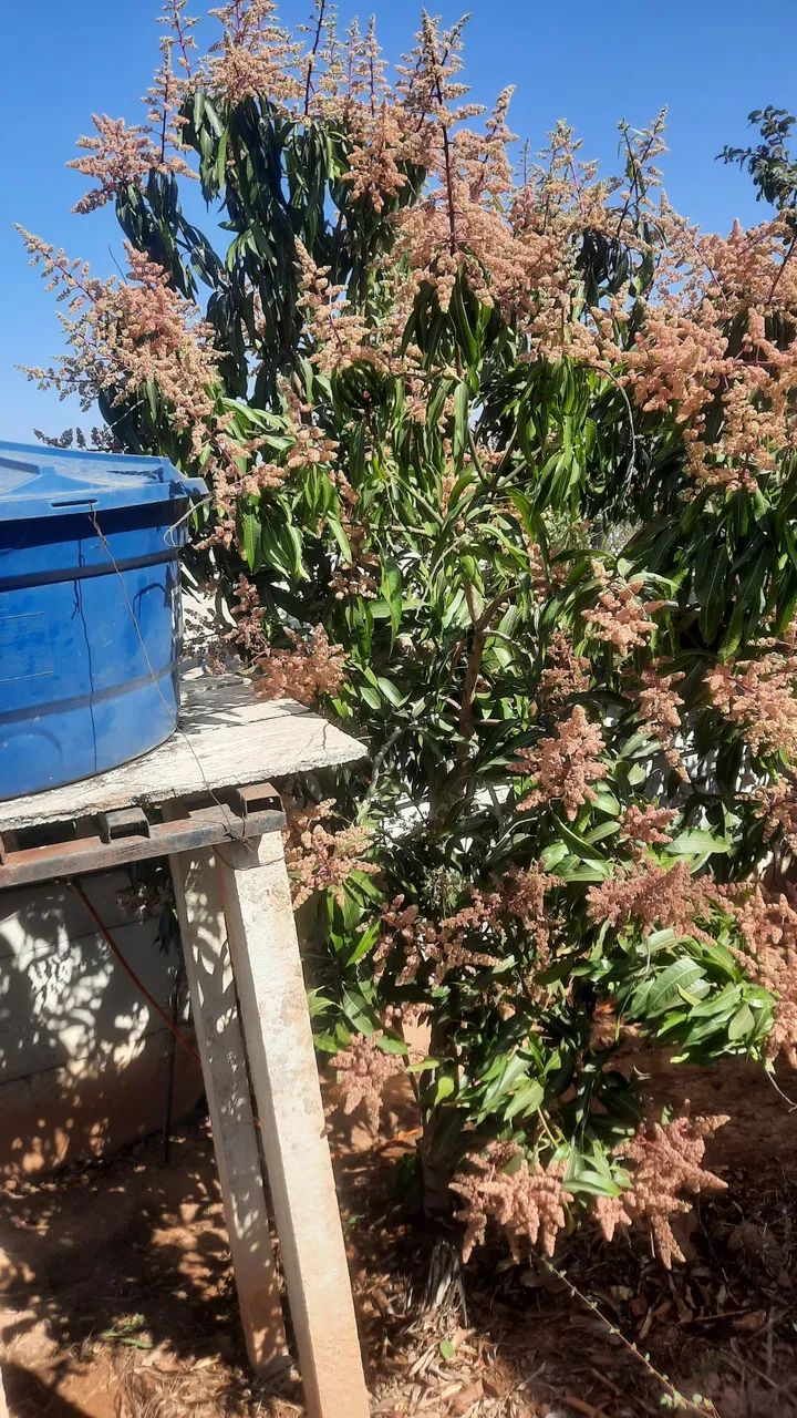 Rancho  - Foto 5