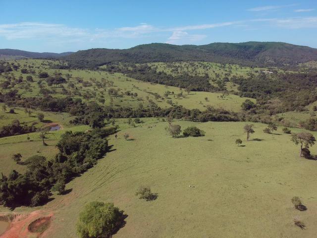 Fazenda 25 Alqueires ( 121 hectares )-Varjão-GO porteira fechada - Foto 9