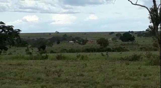 Fazenda de 853 hectares .400 hectares mecanizados . Colinas do Tocantins- TO - Foto 10