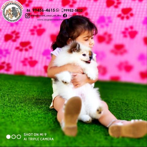 Spitz Alemão (Com Pedigree) Canil Especializado Em Raças Pequenas Em Teresina - Foto 5
