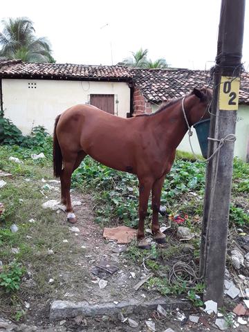 Eguá mistiça de quarto de milha faço rolo também