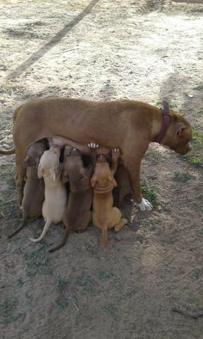 Filhote de Pit bull red nose - Foto 3