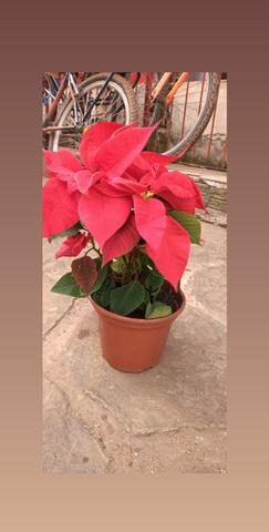 Plantas - Foto 3