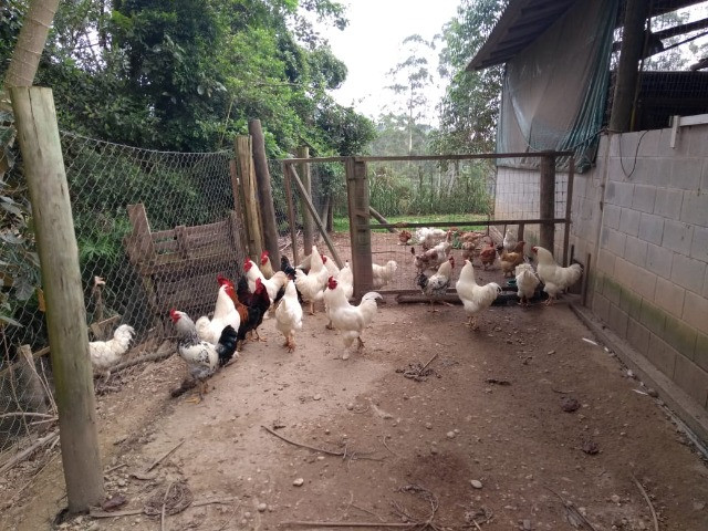 Galos caipira e de raça - Foto 3