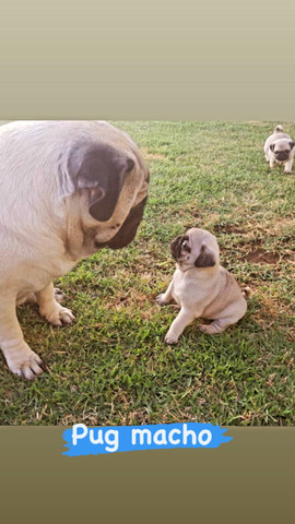 Vendo Cães olhe e leia o anúncio - Foto 3