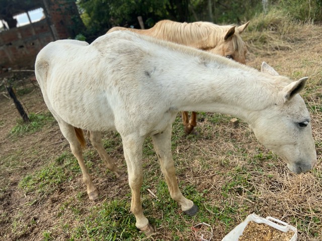 Égua baia amarilha 8 anos trote potro 3 -anosbranco tordilho 