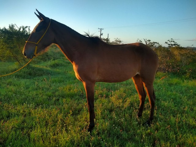 Cavalo e Potra Mangolina de Picado 