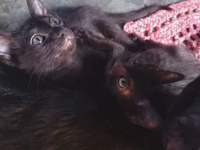 Doação de gatos. - Foto 2