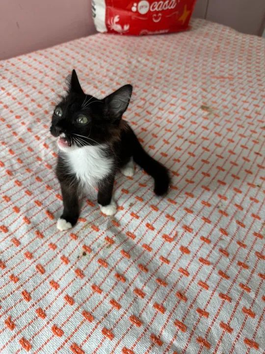 lindos filhotes castrados - Foto 5