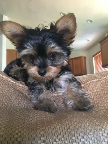 Yorkshire com condições especiais 