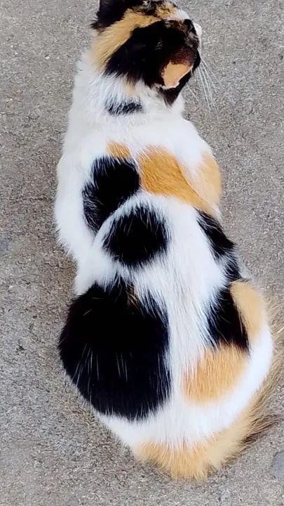 Gata dócil e castrada para adoção - Foto 2