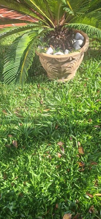 Vendo vaso com Cycas  - Foto 3