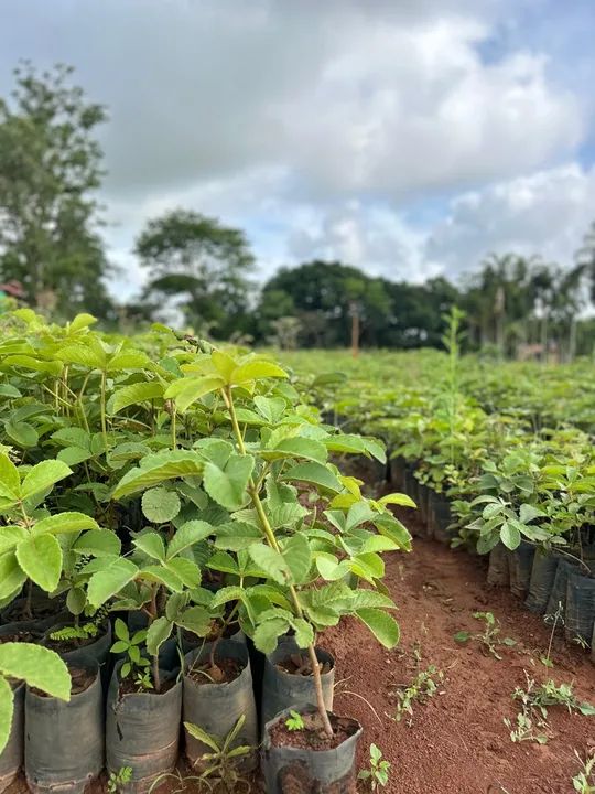 Mudas de pequi goiano e mineiro  - Foto 4