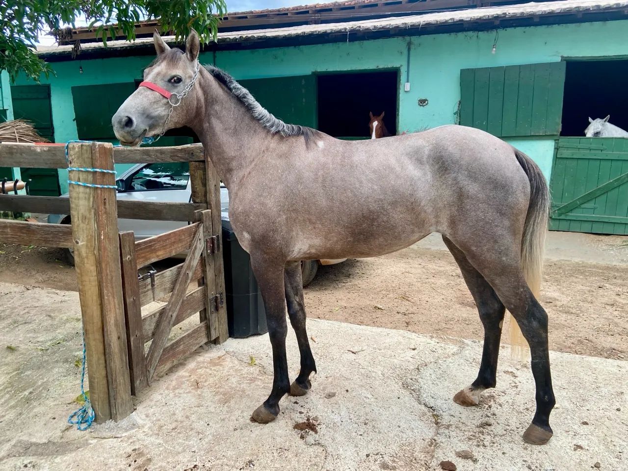 Potra Quarto de milha  - Foto 2