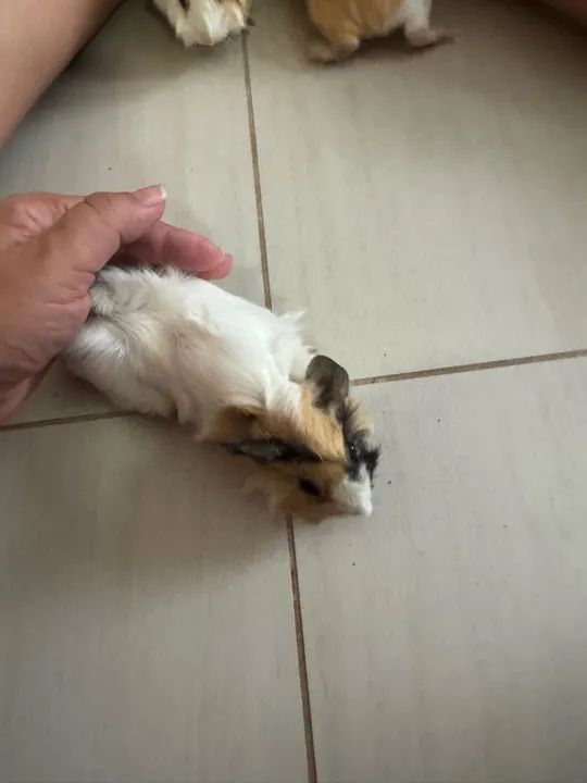 Porquinho da índia peruano lindos - Foto 2