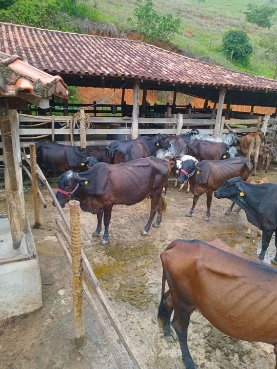 Vacas Girolando 1 cria 