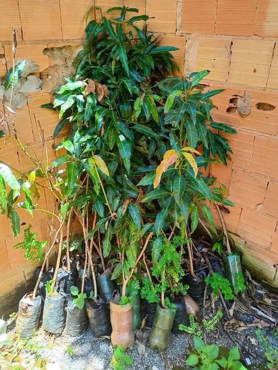 Mudas frutíferas  - Foto 4