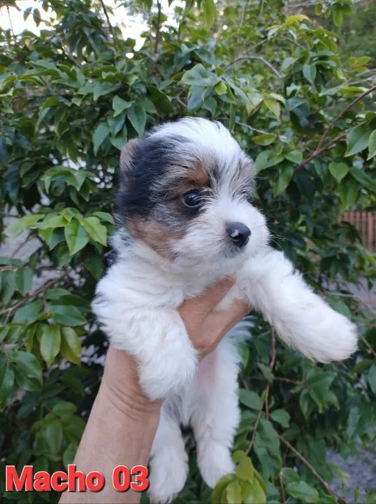 Biewer Terrier Miniatura Macho Forte e Protetor