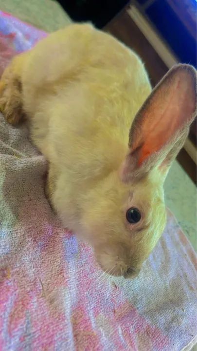 Coelhinho fofinho para adoção