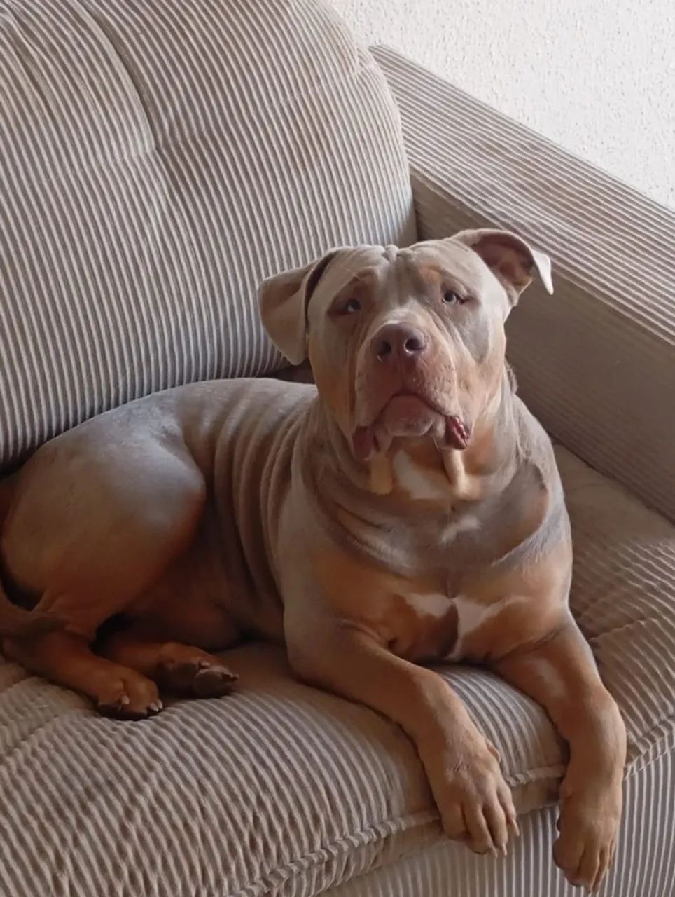 Vendo Pit monster - Foto 2