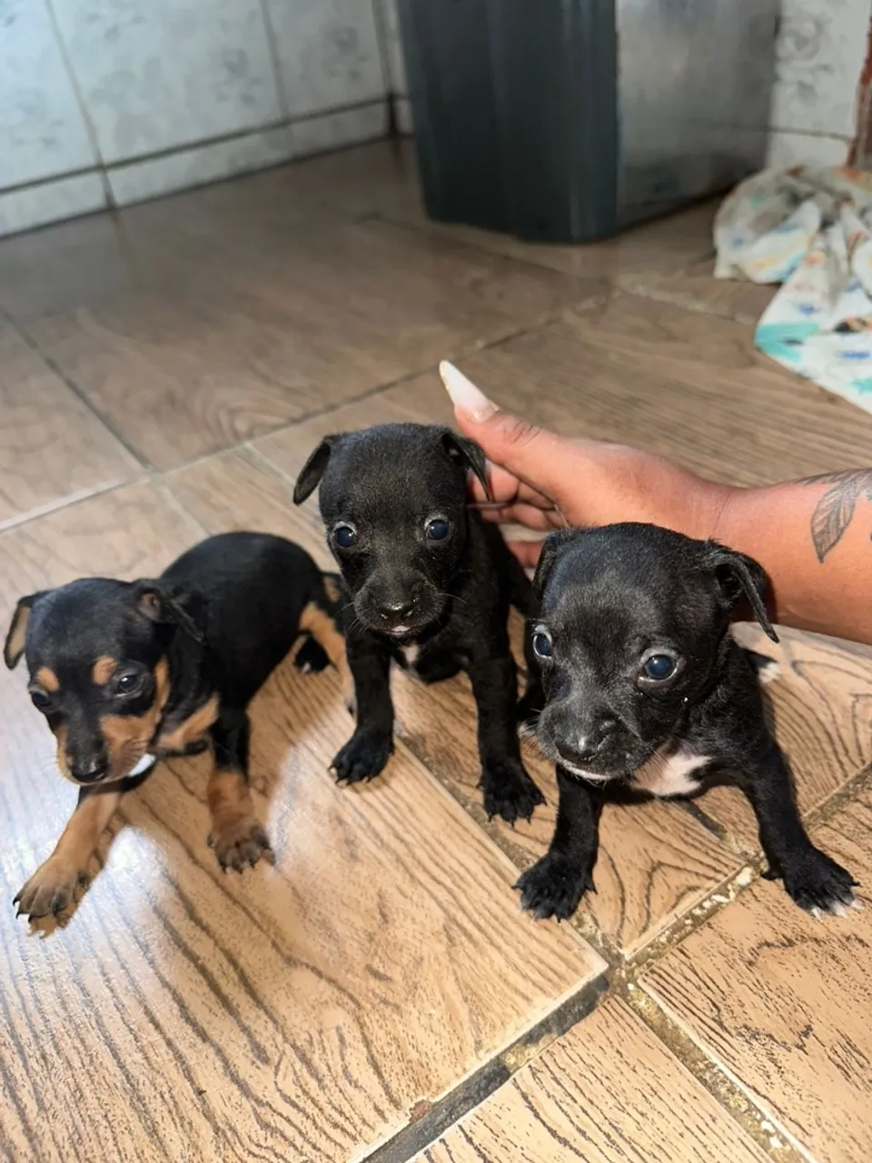 Filhotes Pinscher para Adocao
