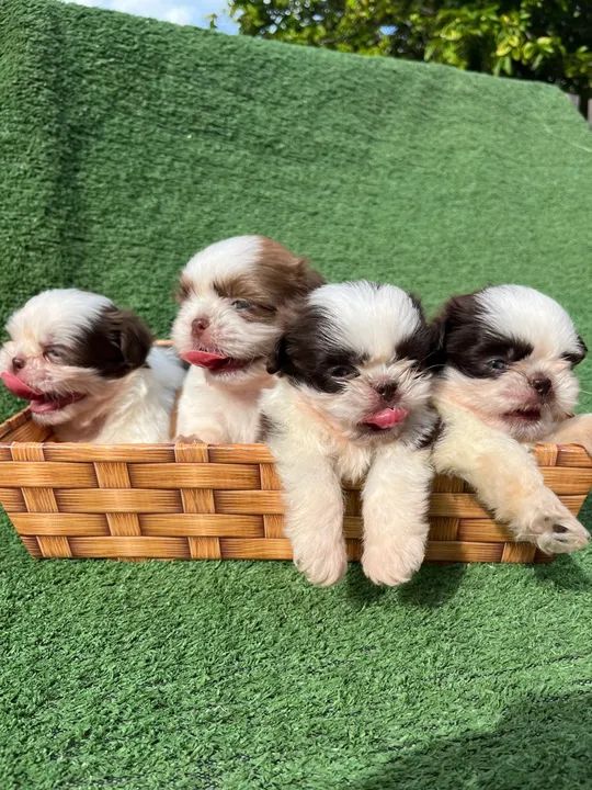 Filhotes de Shih Tzu Machos - Foto 3