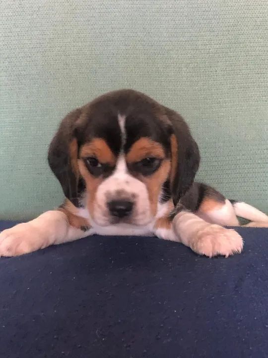 Beagle -Fêmea 
