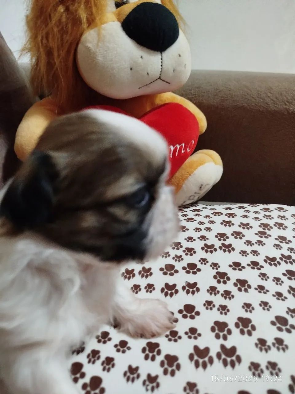 Filhote de Shih Tzu disponível - Foto 5