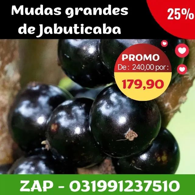 Mudas de jabuticaba - Foto 2