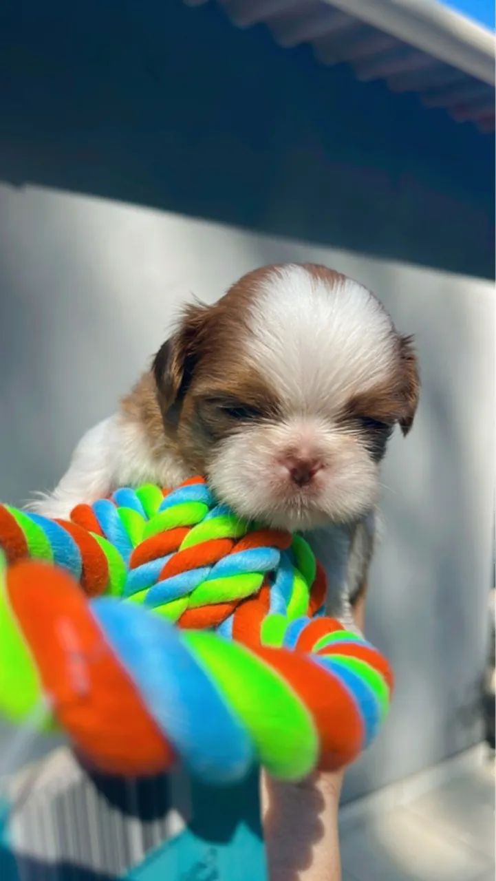 Shih tzu filhote macho figado ?chocolate ?